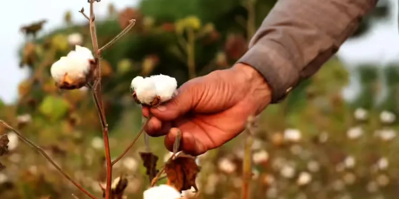 NITMA Welcomes Temporary Removal of 11% Cotton Import Duty to Support Textile Sector